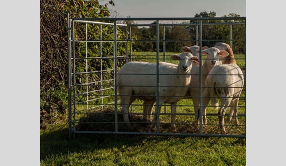 SusquehannaU_Sheep_2021